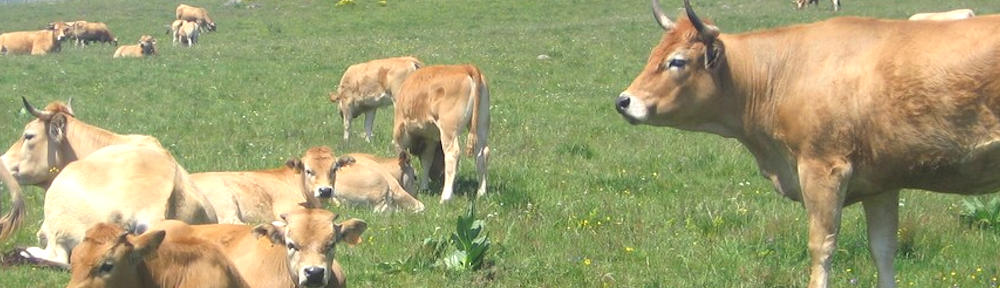 La filière bovine